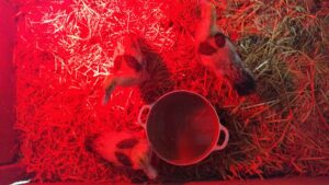 Sortie-ferme-TPS-PS-260422 (4)